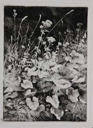 Белые цветы. 1877